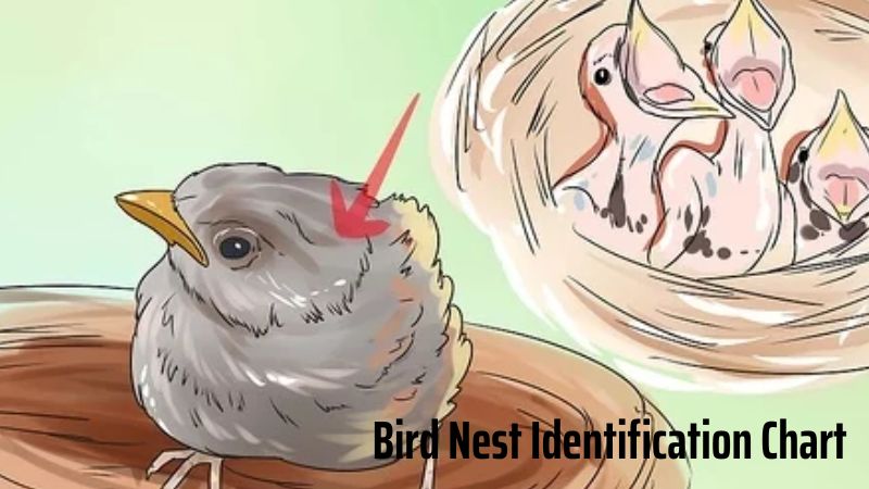 Bird Nest Identification Chart