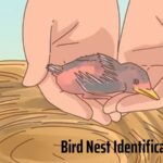 Bird Nest Identification Chart