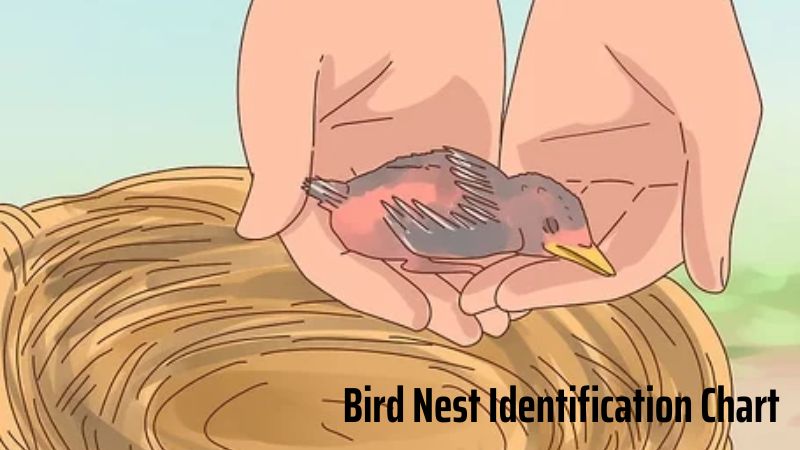 Bird Nest Identification Chart: How to Recognize and Differentiate Nest Types