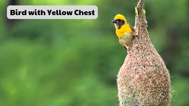 Bird with Yellow Chest