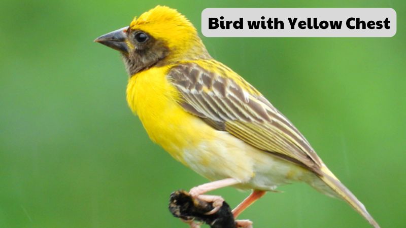 Bird with Yellow Chest: Characteristics and Habitat Insights