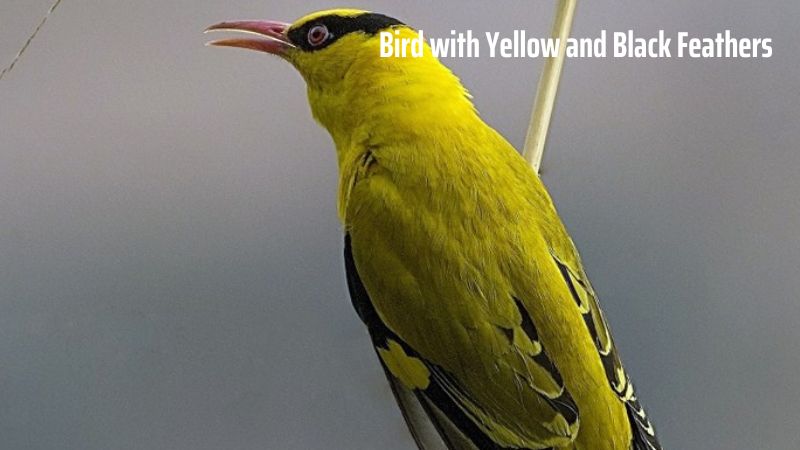 Bird with Yellow and Black Feathers