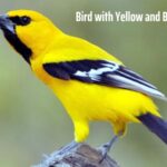 Bird with Yellow and Black Feathers