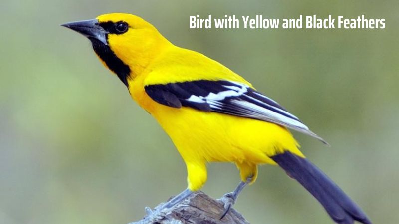 The Vibrant World of Bird with Yellow and Black Feathers