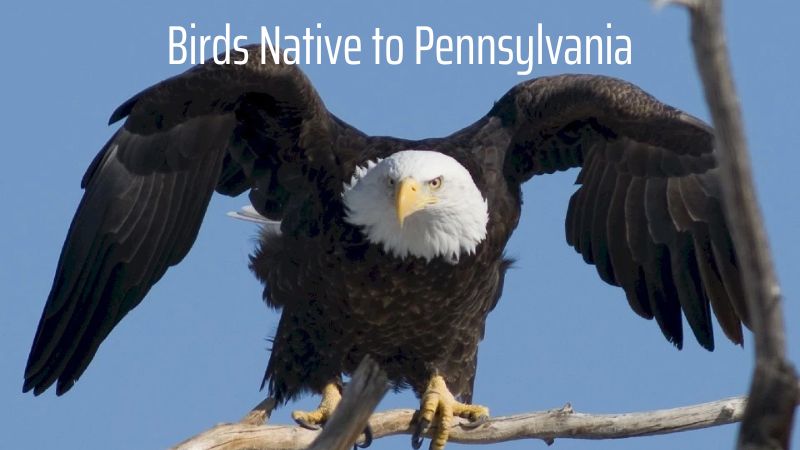 Exploring the Diversity of Birds Native to Pennsylvania