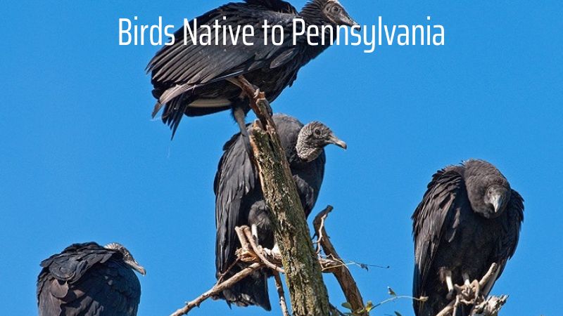 Birds Native to Pennsylvania