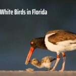 Black And White Birds in Florida