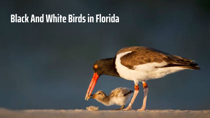 Exploring the Majestic Black And White Birds in Florida