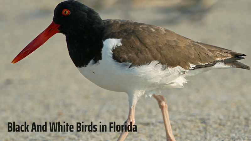 Black And White Birds in Florida