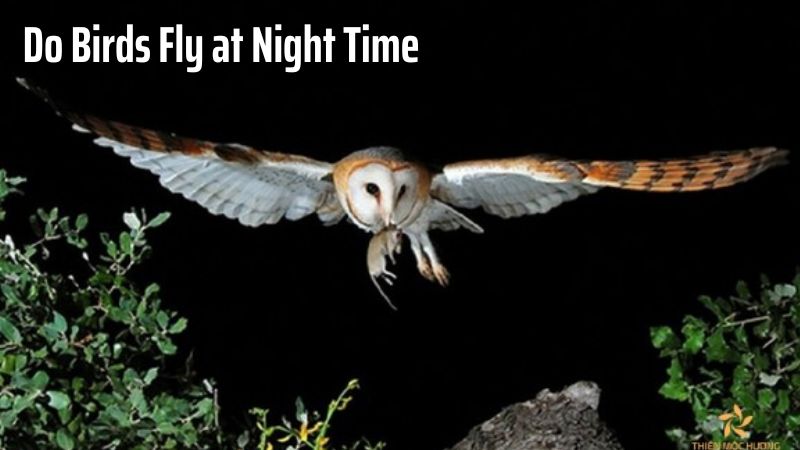 Do Birds Fly at Night Time