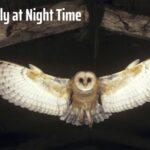 Do Birds Fly at Night Time