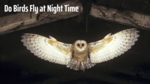 Why Do Birds Fly at Night Time? An Exploration of Nocturnal Bird Behavior