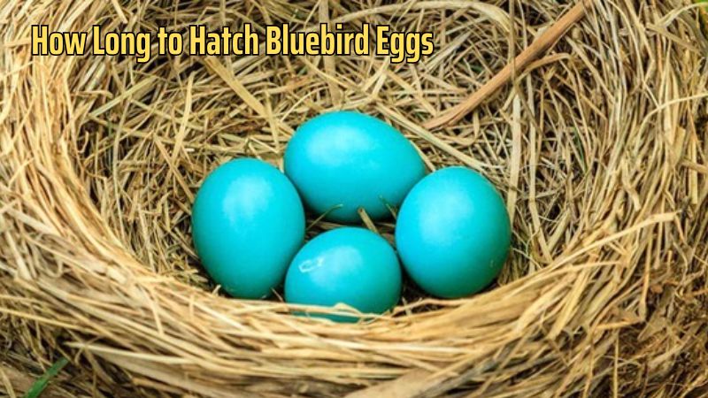 How Long to Hatch Bluebird Eggs