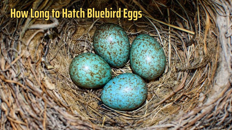 How Long to Hatch Bluebird Eggs?