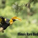 Illinois Rare Bird Alert