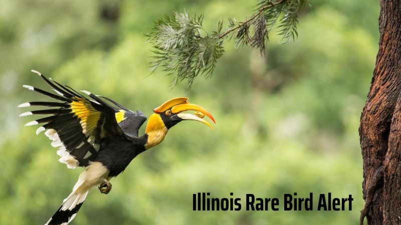 Illinois Rare Bird Alert: A Call to Protect Our Vulnerable Avian Species