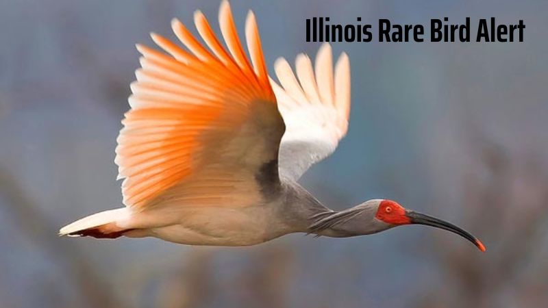 Illinois Rare Bird Alert