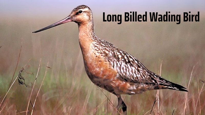 Long Billed Wading Bird