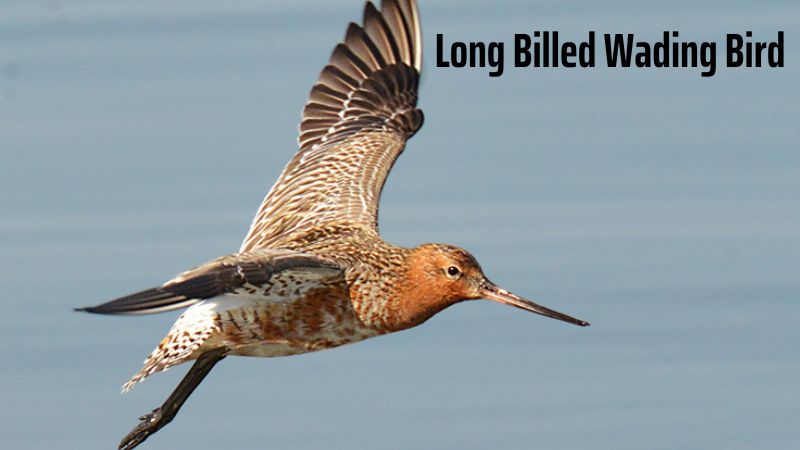 Long Billed Wading Bird: Masters of Wetland Foraging and Defense