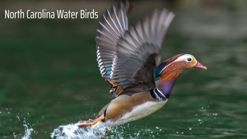 North Carolina Water Birds