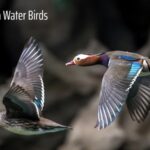 North Carolina Water Birds