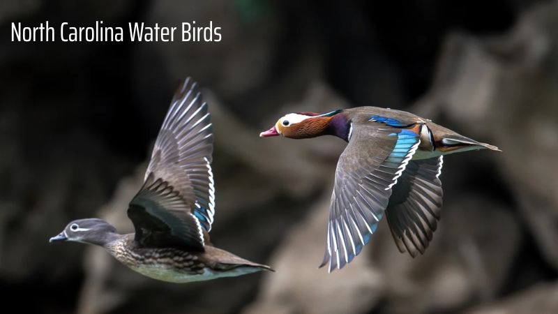 Exploring North Carolina Water Birds: Diversity and Ecological Impact