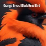 Orange Breast Black Head Bird