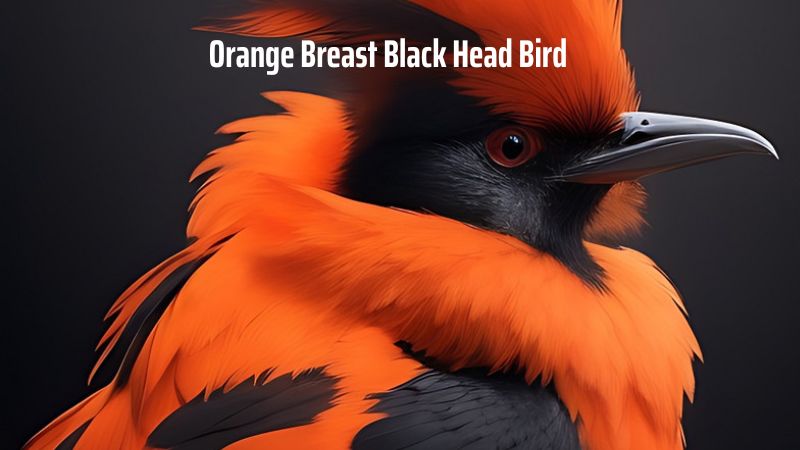 The Orange Breast Black Head Bird: A Colorful Gem in Our Natural World