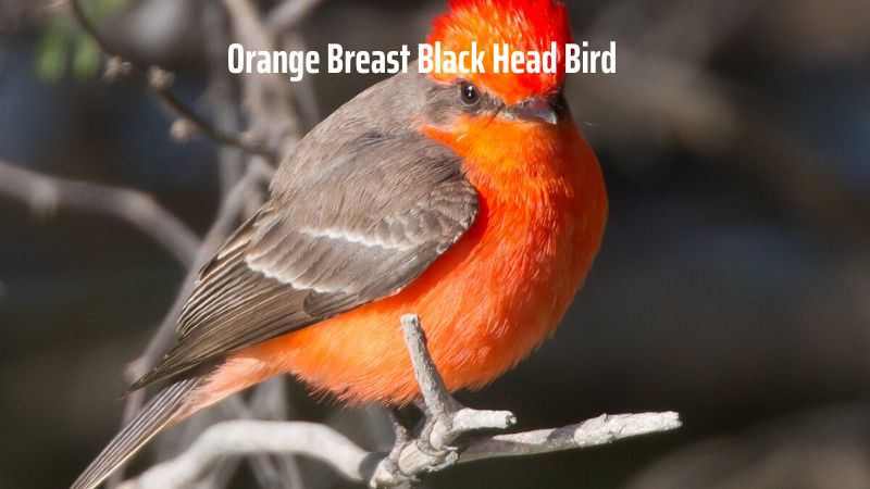 Orange Breast Black Head Bird