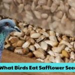 What Birds Eat Safflower Seed