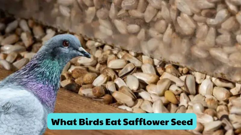 What Birds Eat Safflower Seed? A Look at Their Preferences