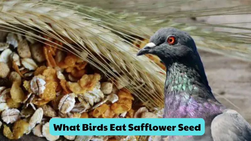 What Birds Eat Safflower Seed