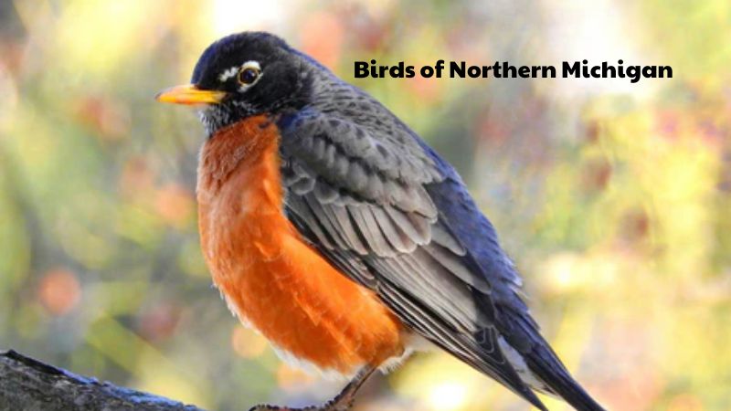 Birds of Northern Michigan