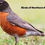 Birds of Northern Michigan