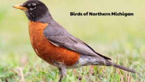 The Birds of Northern Michigan: A Celebration of Avian Diversity