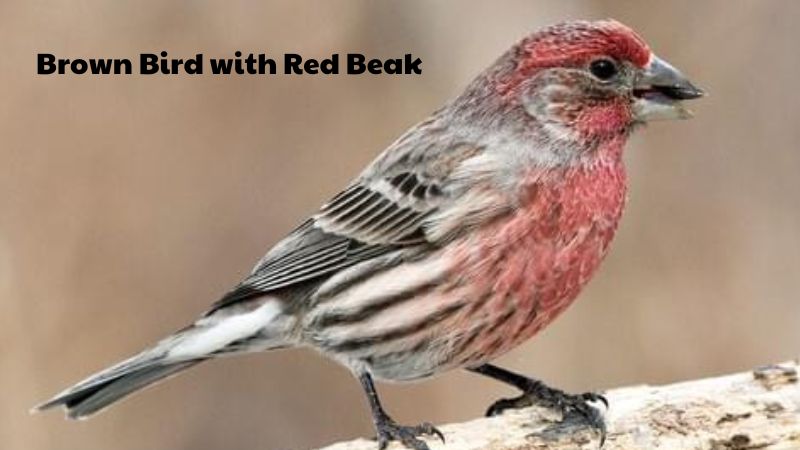 Brown Bird with Red Beak