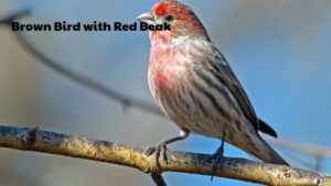 Exploring the Brown Bird with Red Beak: Adaptations and Survival Strategies