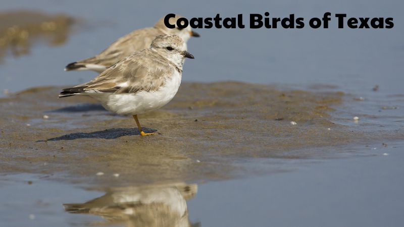 Coastal Birds of Texas