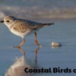 Coastal Birds of Texas