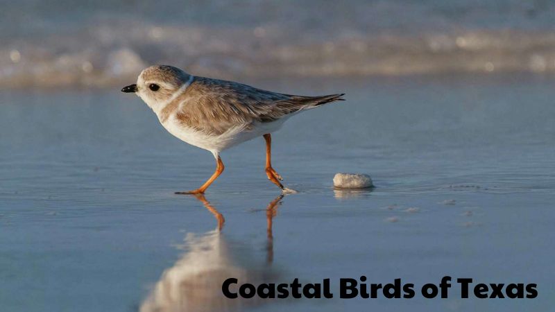 The Coastal Birds of Texas: A Rich Tapestry of Avian Life