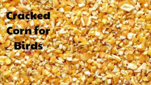 Cracked Corn for Birds: A Perfect Addition to Their Diet